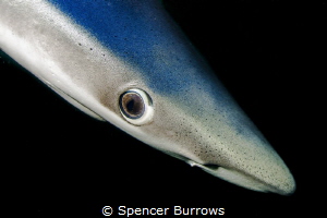 Blue Eyes - Blue Shark portrait, taken UK/Penzance by Spencer Burrows 